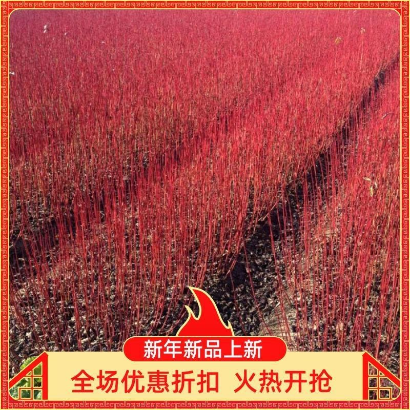红瑞木苗红杆红柳树苗红马球绿化工程苗四季全红红梗木批发价