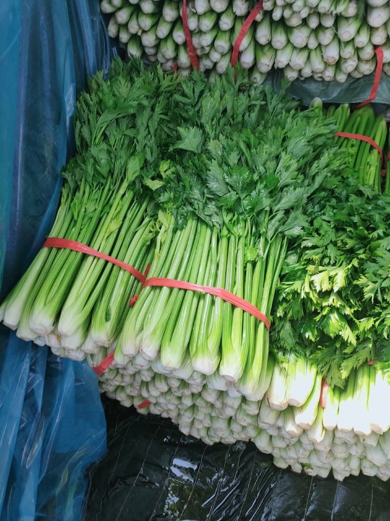 精品芹菜，千亩基地，产地直发，质量保证，欢迎各位老板选购