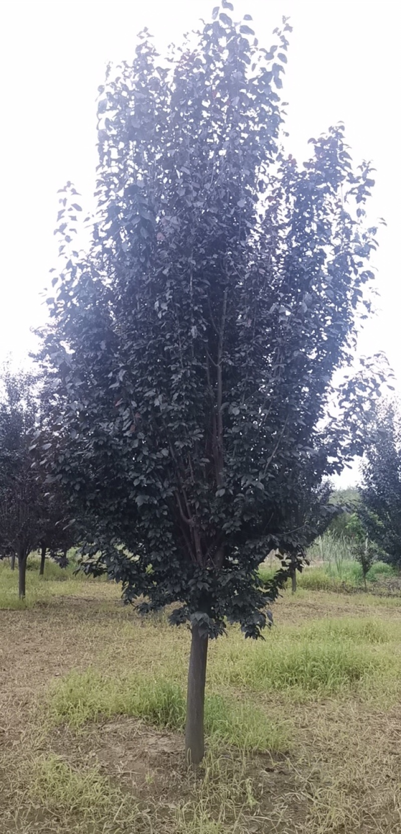 木槿，木槿花3到10公分，质量优，树形优美