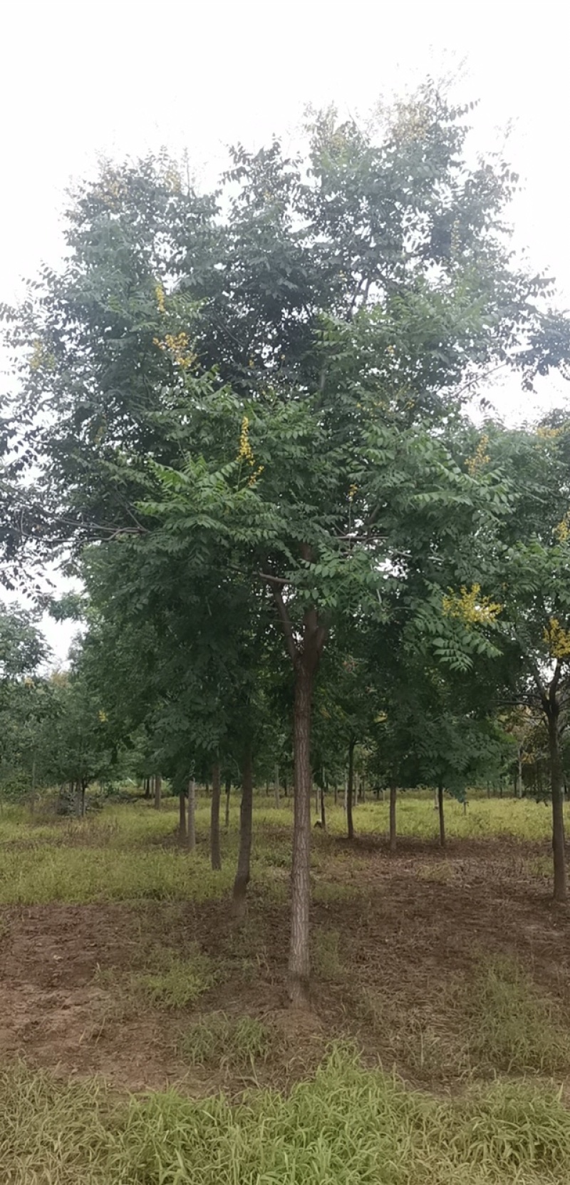 木槿，木槿花3到10公分，质量优，树形优美