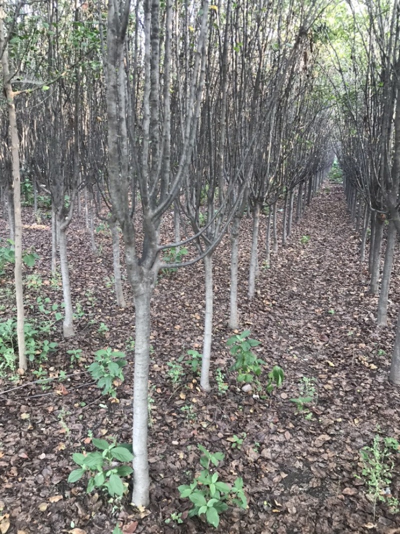 木槿，木槿花3到10公分，质量优，树形优美