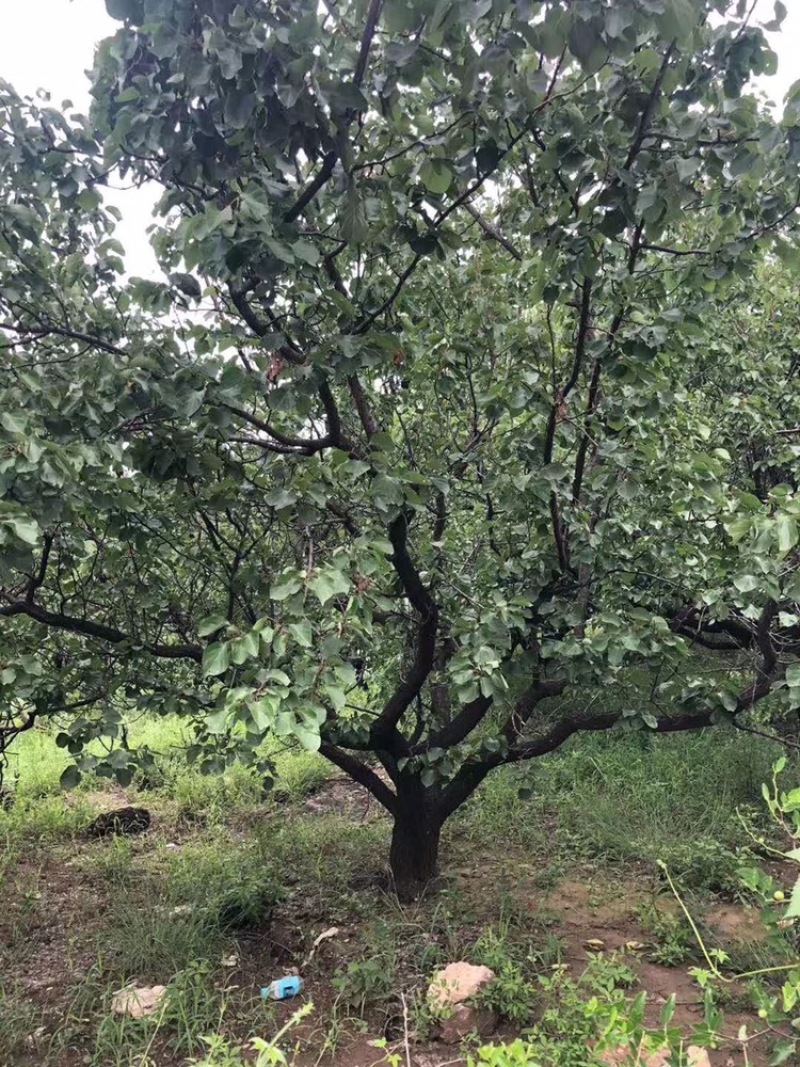 沂蒙垂丝，5到15公分，沂蒙垂丝海棠大量供应