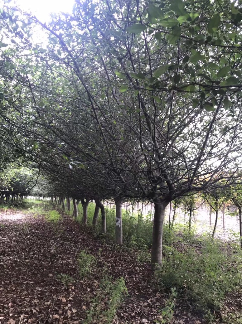 沂蒙垂丝，5到15公分，沂蒙垂丝海棠大量供应