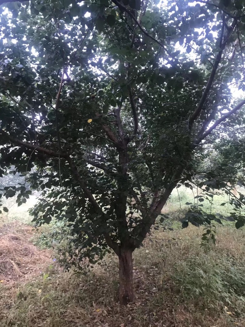 沂蒙垂丝，5到15公分，沂蒙垂丝海棠大量供应
