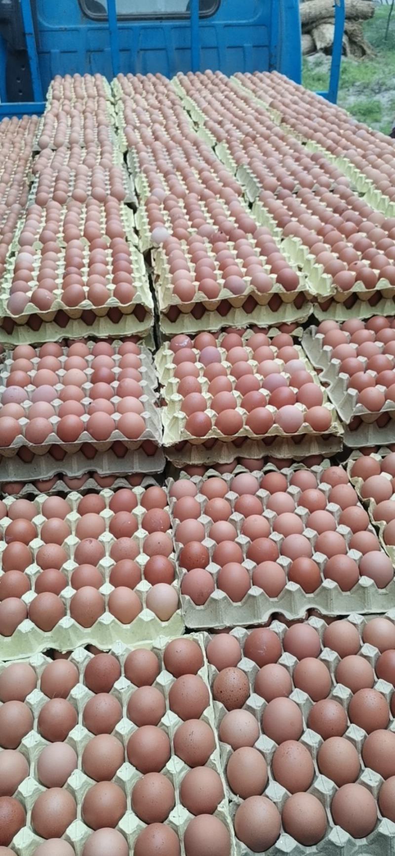 长期大量供应红皮褐壳精品洋鸡蛋，新鲜无抗大中小码现货出售