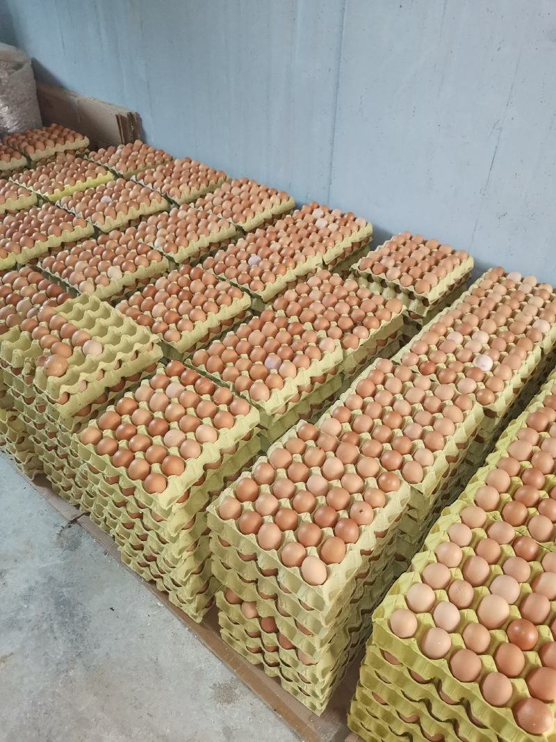长期大量供应红皮褐壳精品洋鸡蛋，新鲜无抗大中小码现货出售