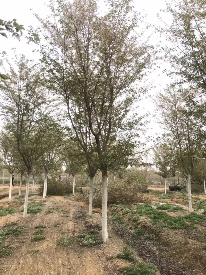 木瓜树，出圃，5到20公分，绿化用优选，