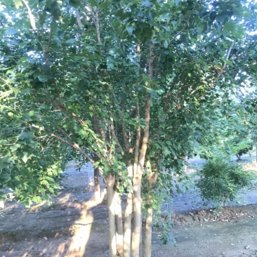 木瓜树，出圃，5到20公分，绿化用优选，