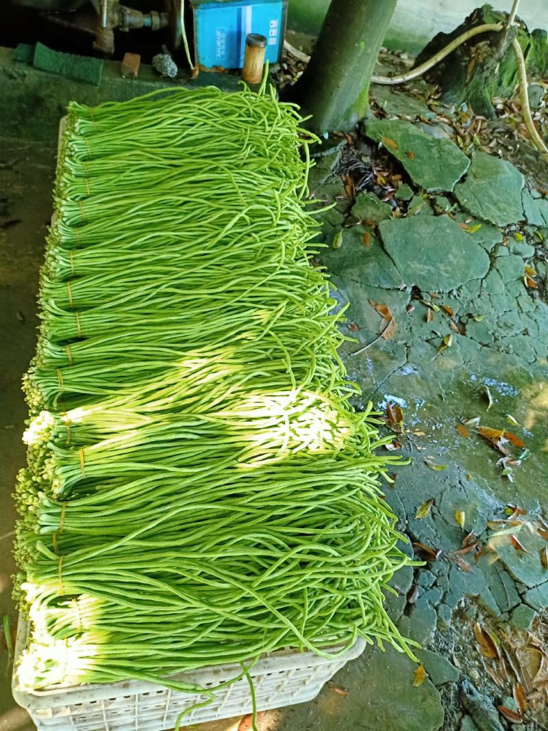 泡豇豆豇豆豇豆豇豆豇豆豇豆豇豆豇豆豇豆豇豆豇豆豇