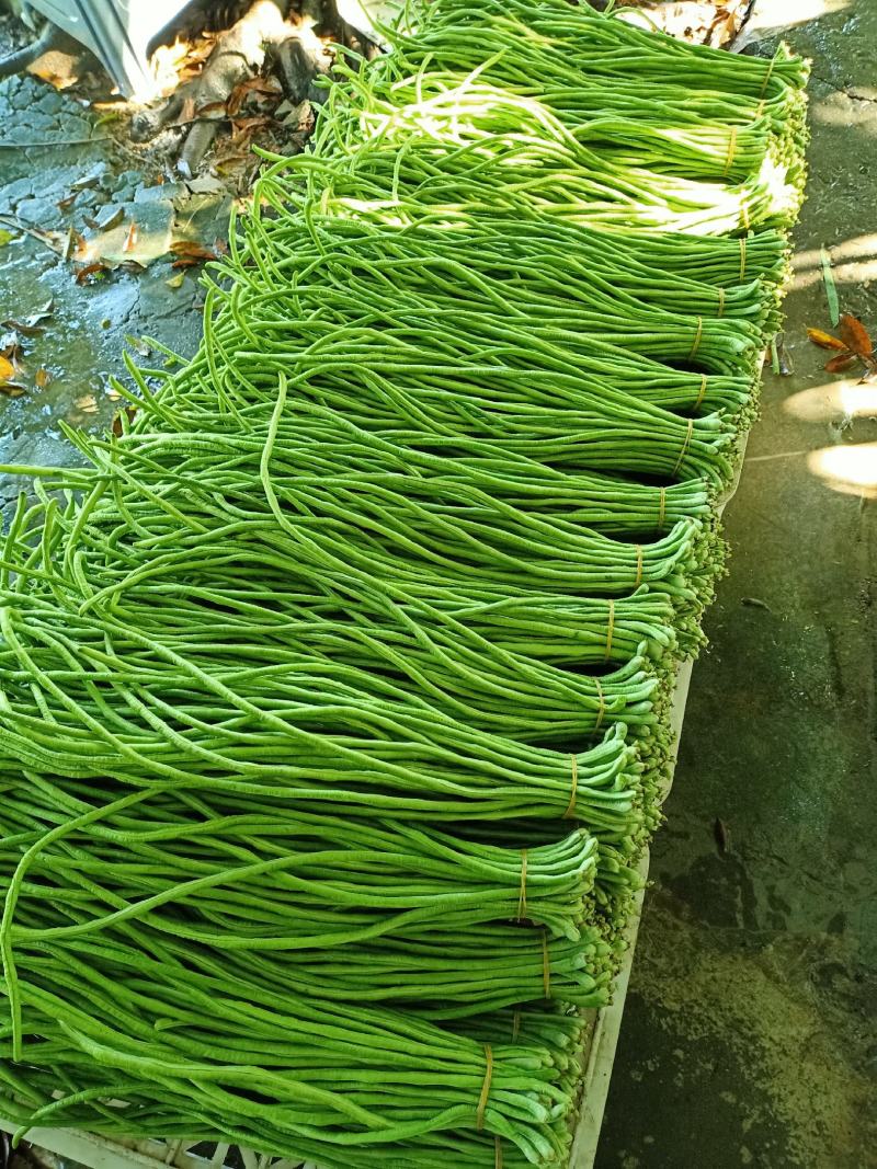 泡豇豆豇豆豇豆豇豆豇豆豇豆豇豆豇豆豇豆豇豆豇豆豇