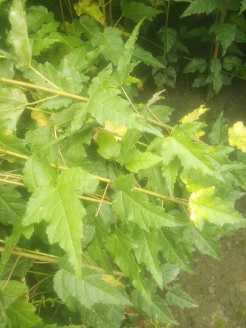 三角枫（茶条槭）小苗，耐寒苗木陈革苗圃欢迎预订！
