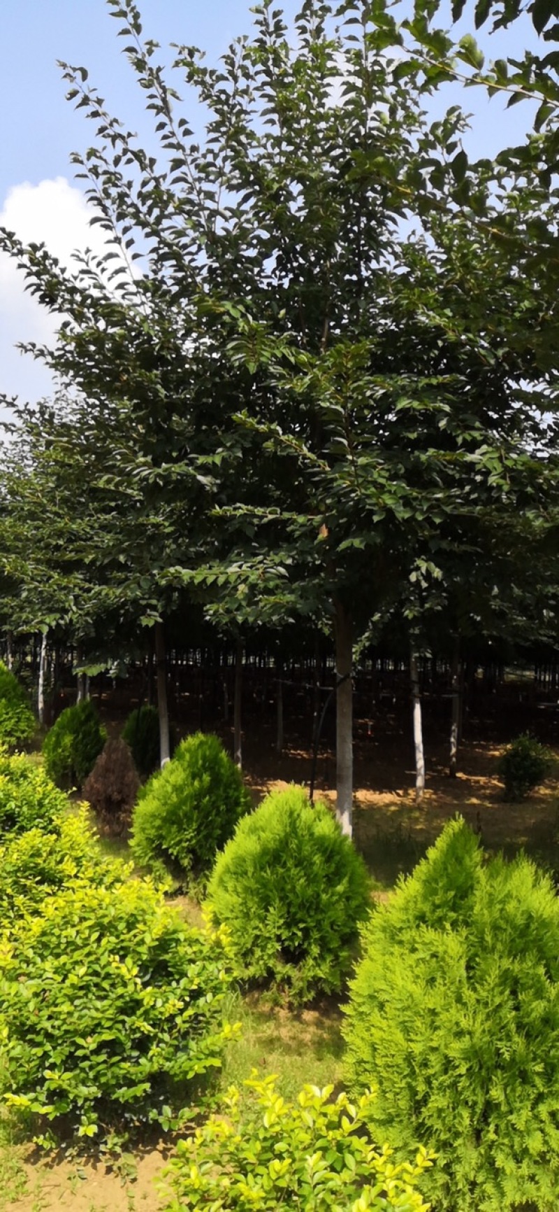 晚秋黄梨，上市，卖树卖果，大量本地晚秋黄梨梨树