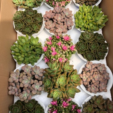 15装混搭多肉