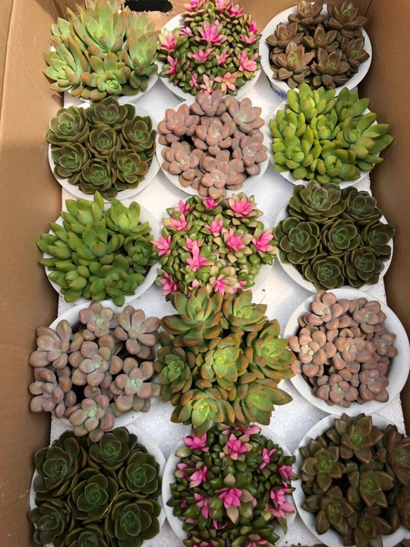 15装混搭多肉