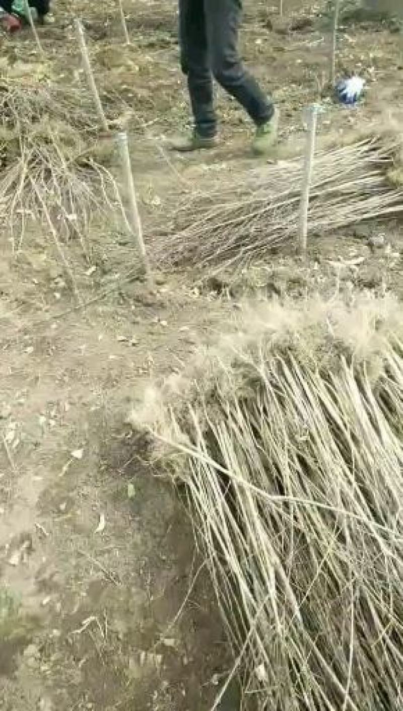 三角枫（茶条槭）小苗，耐寒苗木陈革苗圃欢迎预订！