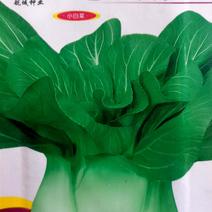 严选上海青菜种子，束腰，大头，产量高