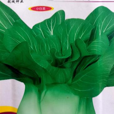 严选上海青菜种子，束腰，大头，产量高