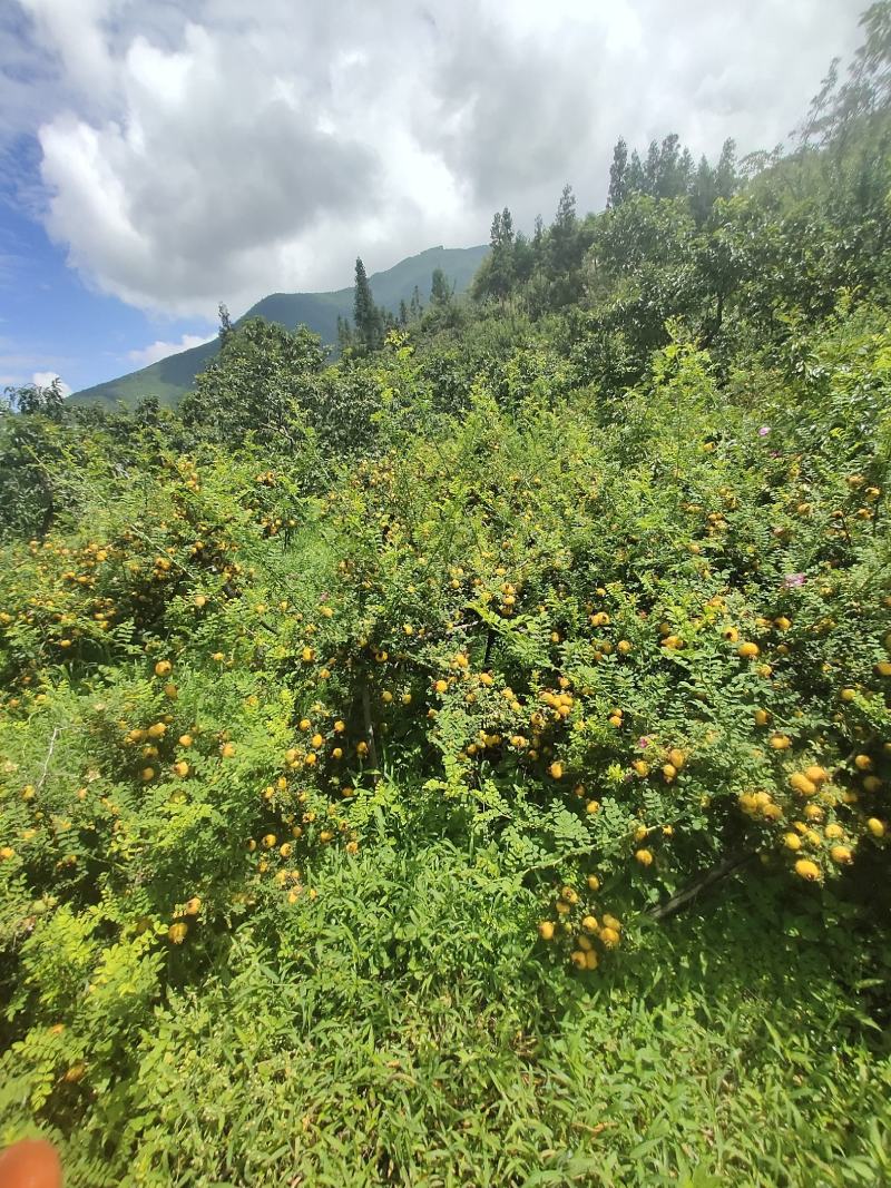 一天一点刺梨，健康快乐