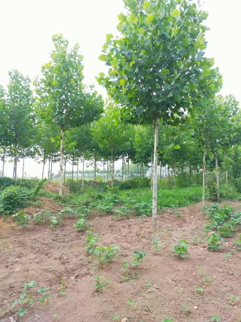 蜀桧，市场货量不足，用的速联系，质优价廉