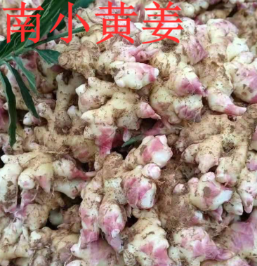 5斤145元生姜批发老姜云南小黄姜嫩姜干姜现挖现发