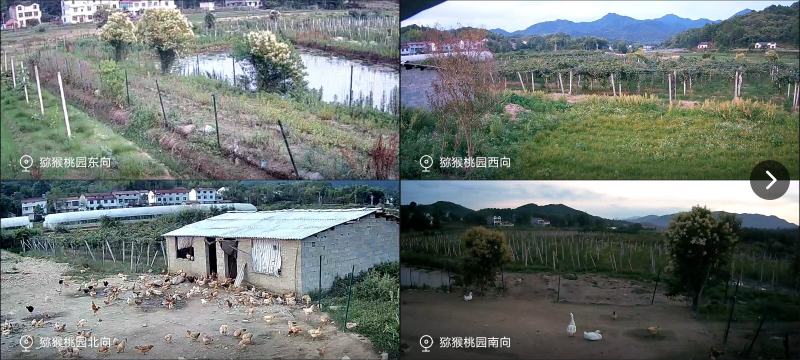 猕猴桃园生态基地新鲜猕猴桃预售开始即将成熟挂果