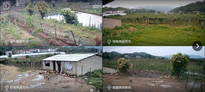 猕猴桃园生态基地新鲜猕猴桃预售开始即将成熟挂果