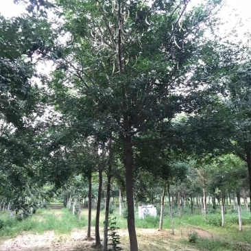 皂角，皂角8到20公分，北方皂角，浑身是宝