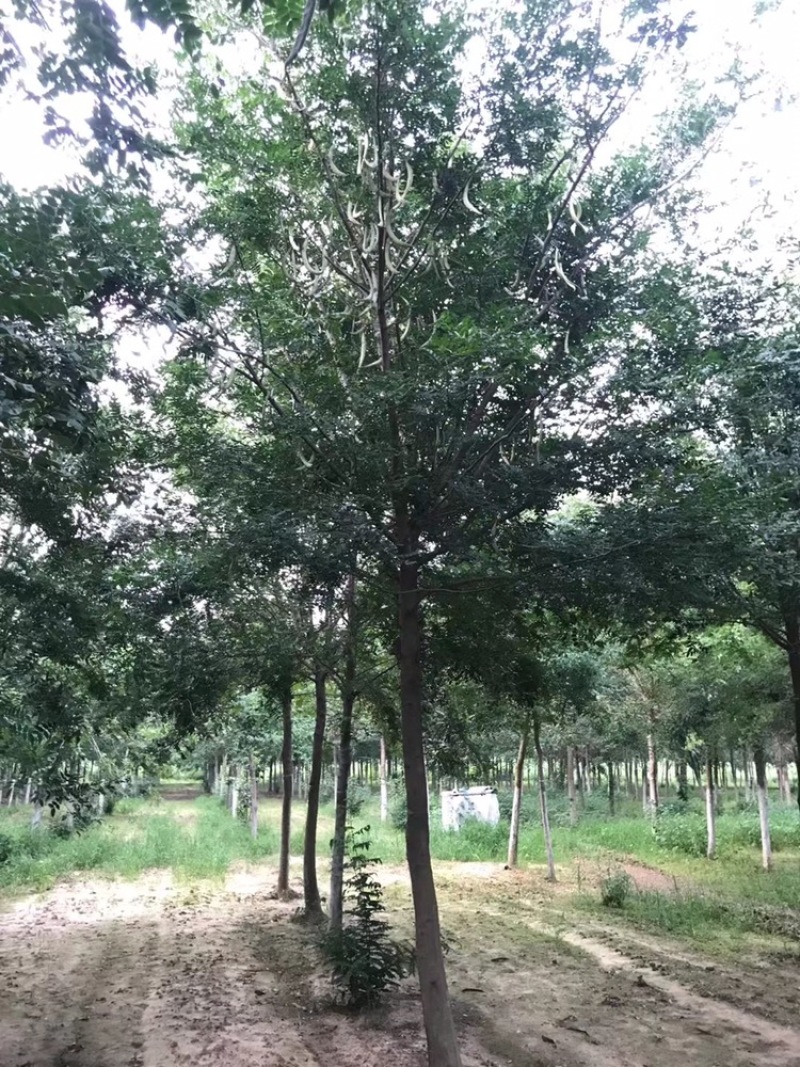 皂角，皂角8到20公分，北方皂角，浑身是宝