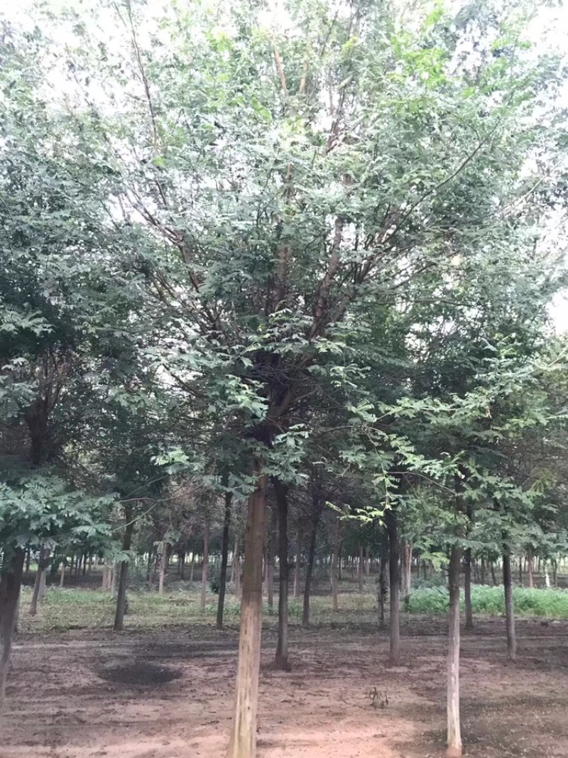 皂角，皂角8到20公分，北方皂角，浑身是宝