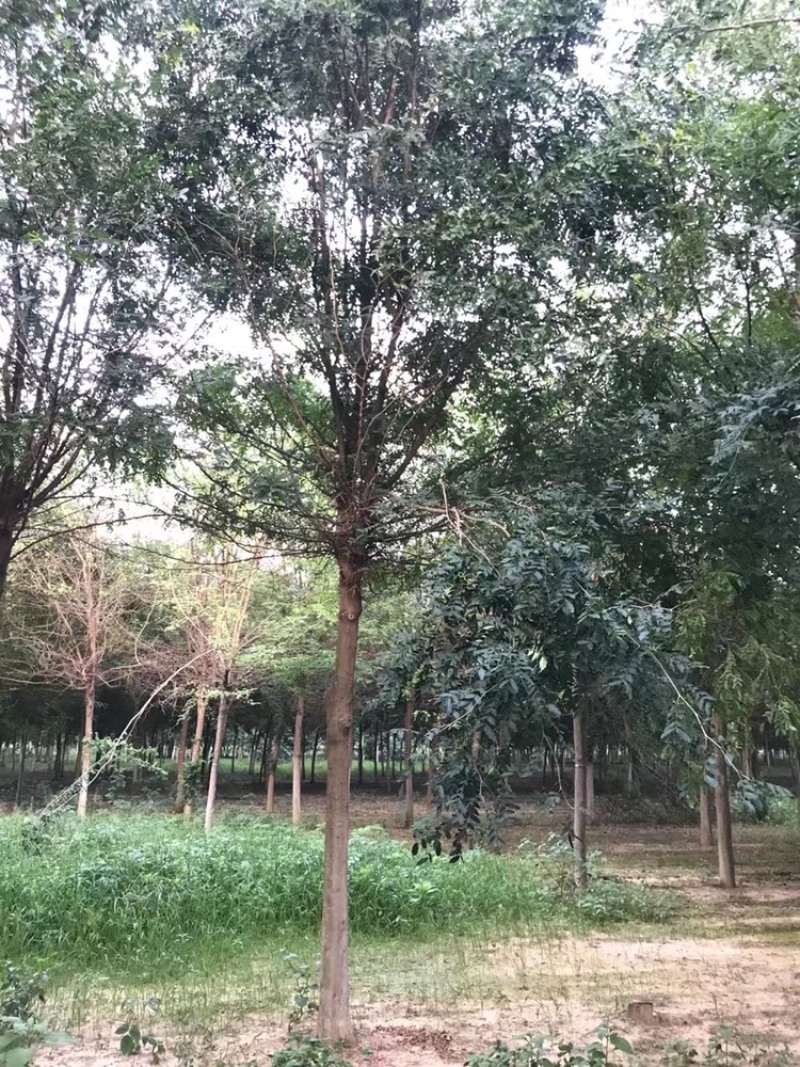 皂角，皂角8到20公分，北方皂角，浑身是宝