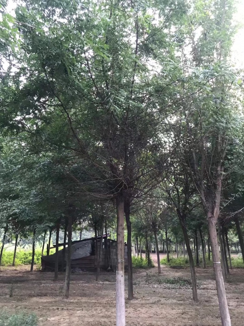 榉树，8到20公分，山东临沂本地货出售，树形优美