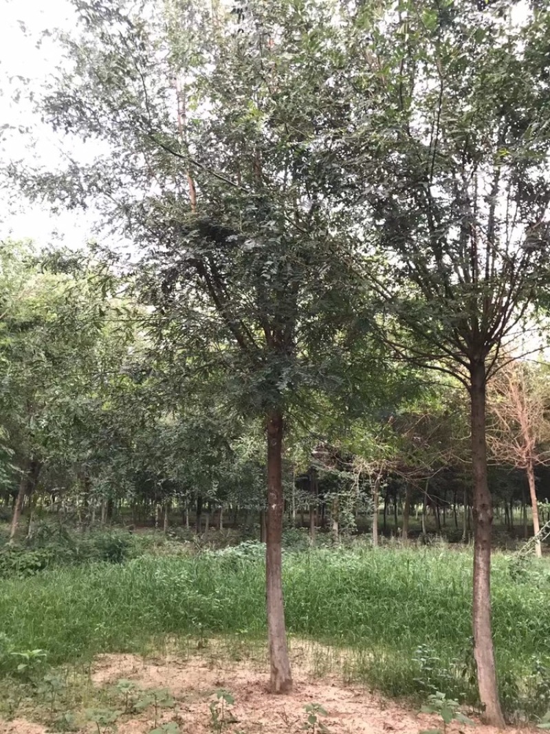 榉树，8到20公分，山东临沂本地货出售，树形优美