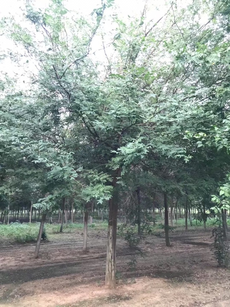 榉树，8到20公分，山东临沂本地货出售，树形优美