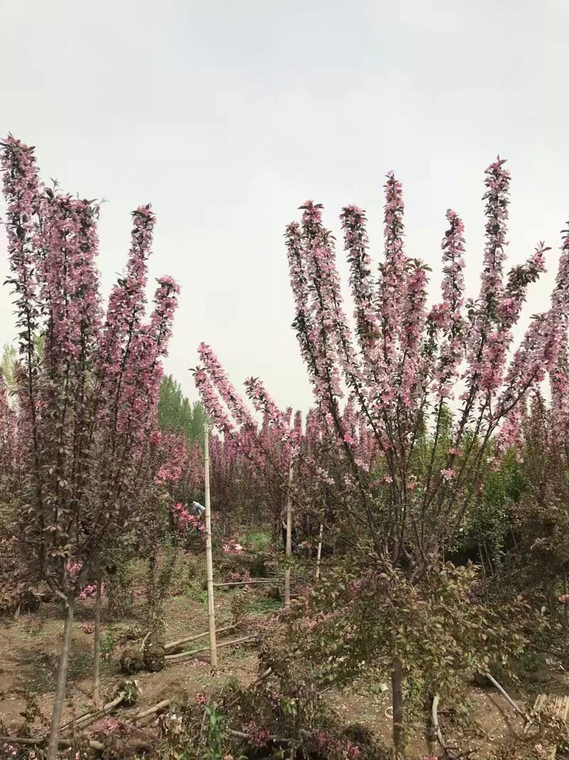 海棠盆景，海棠花瓶，大量供应多品种海棠盆景