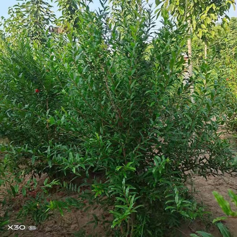 丛生花石榴