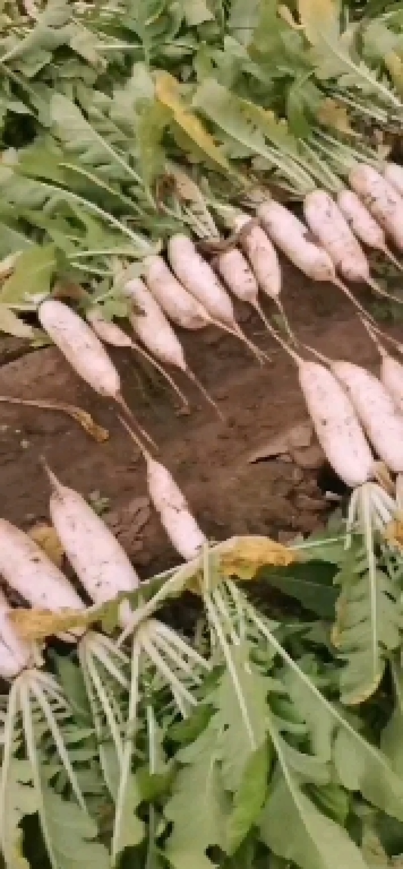 白萝卜，象牙白白萝卜，锦绣，801品种，丽雅等，，，，，