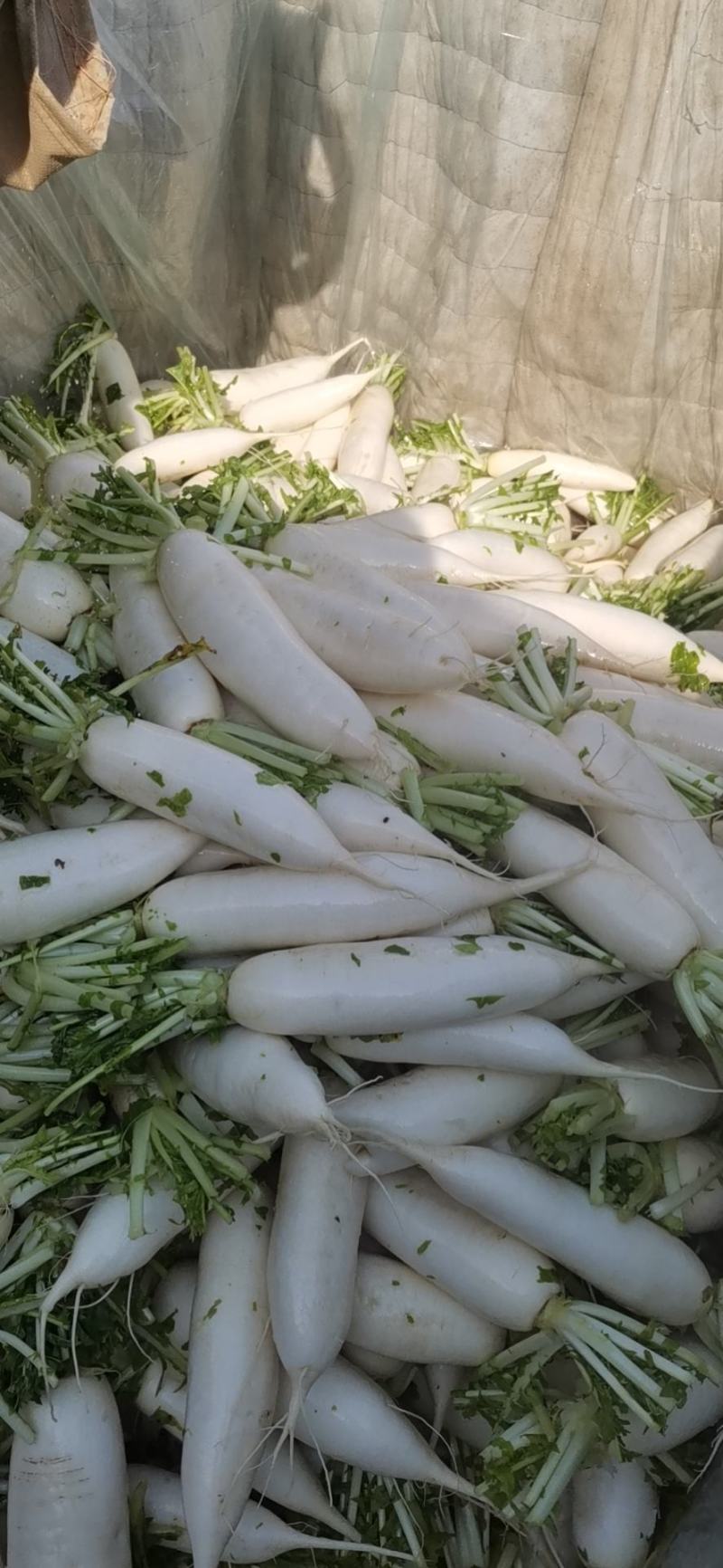 白萝卜，象牙白白萝卜，锦绣，801品种，丽雅等，，，，，