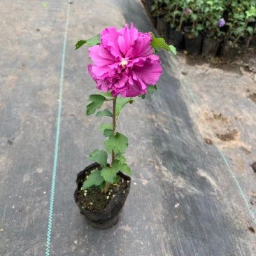 出售木槿花，木槿小苗，盆栽木槿地栽木槿大小规格齐全