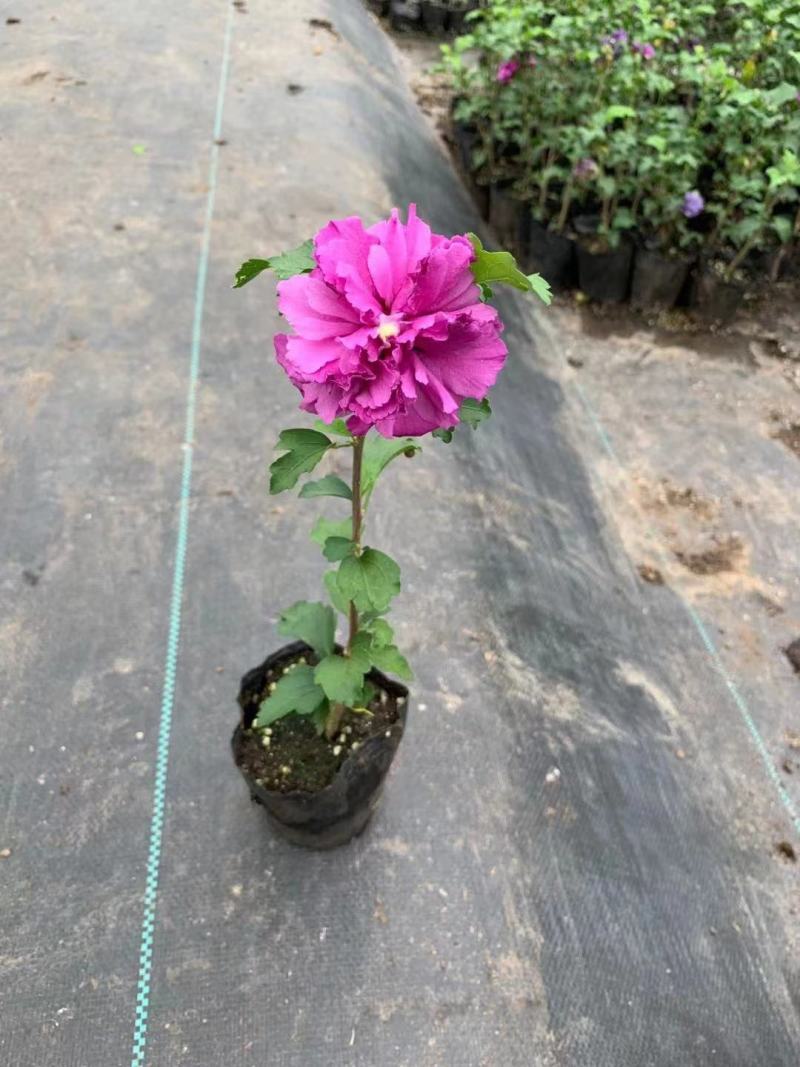 出售木槿花，木槿小苗，盆栽木槿地栽木槿大小规格齐全