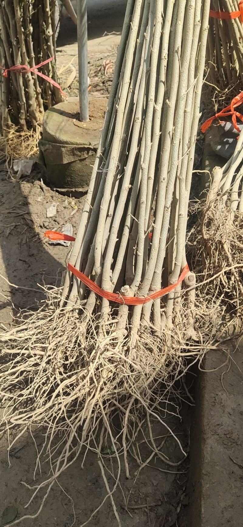 出售木槿花，木槿小苗，盆栽木槿地栽木槿大小规格齐全