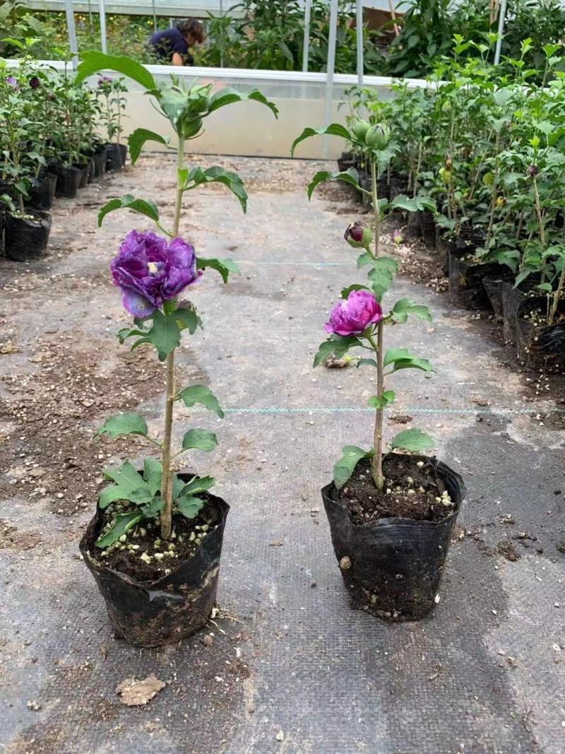 出售木槿花，木槿小苗，盆栽木槿地栽木槿大小规格齐全