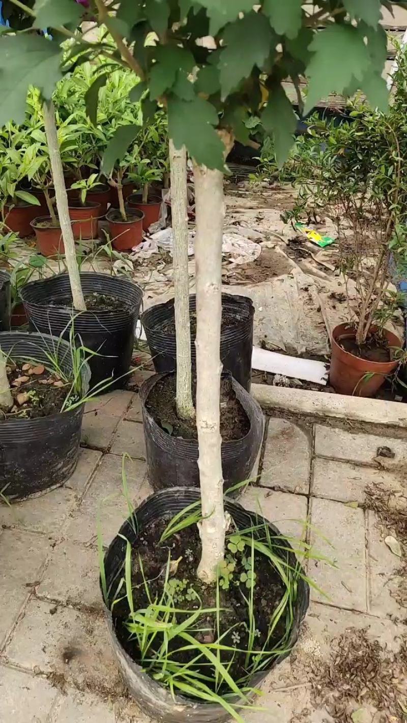 出售木槿花，木槿小苗，盆栽木槿地栽木槿大小规格齐全