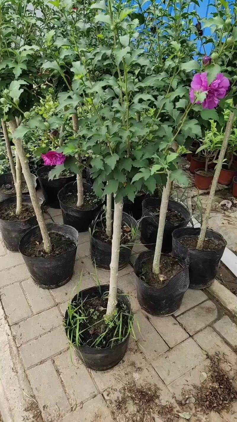 出售木槿花，木槿小苗，盆栽木槿地栽木槿大小规格齐全
