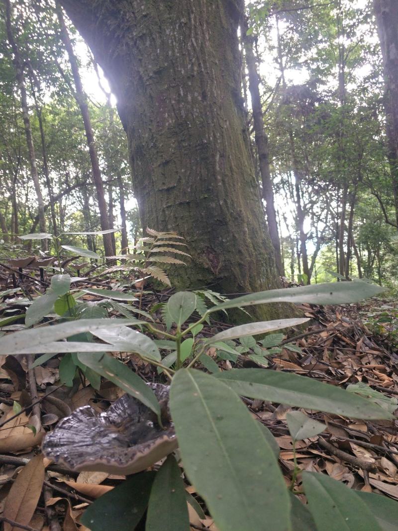 广西桂林紫黑灵芝精品美容蕴颜延缓人体清春功能早衰强壮健康
