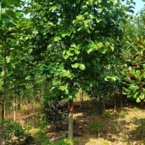 玉兰3到20公分，红玉兰，白玉兰，树形优美