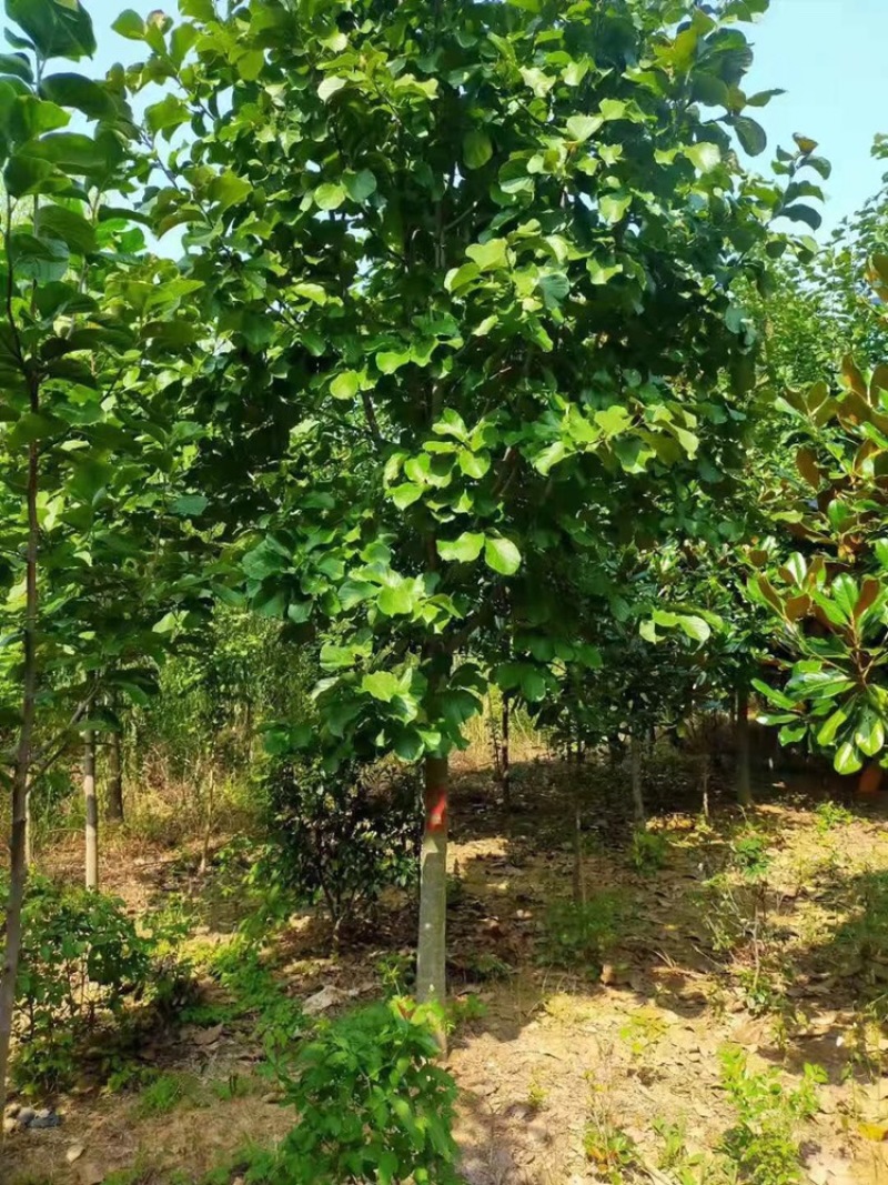 玉兰3到20公分，红玉兰，白玉兰，树形优美