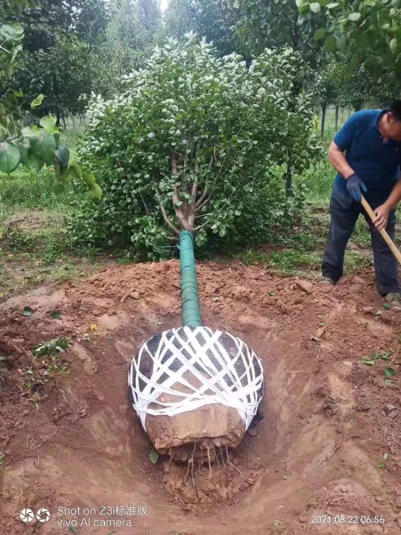 彩叶豆梨1到13公分倾情出圃，彩叶树种绿化天下