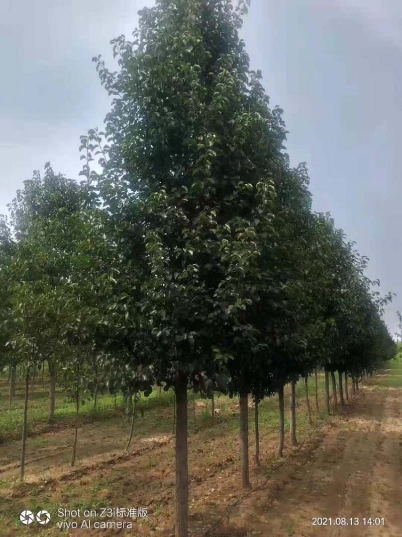 彩叶豆梨1到13公分倾情出圃，彩叶树种绿化天下