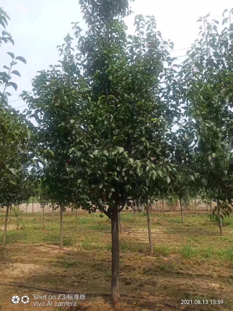 彩叶豆梨1到13公分倾情出圃，彩叶树种绿化天下