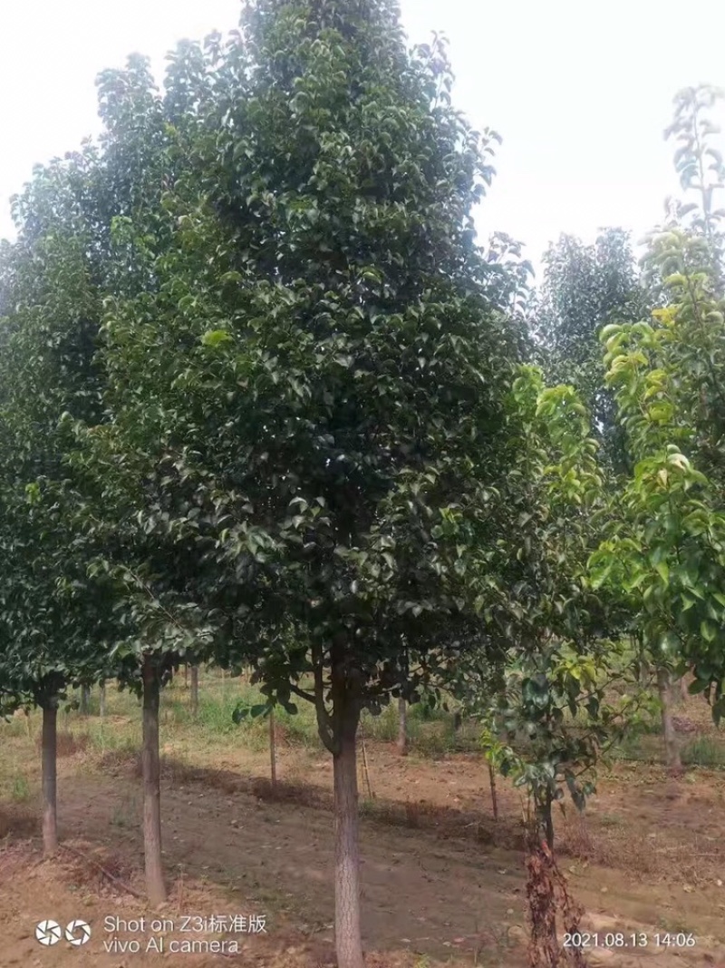 彩叶豆梨1到13公分倾情出圃，彩叶树种绿化天下